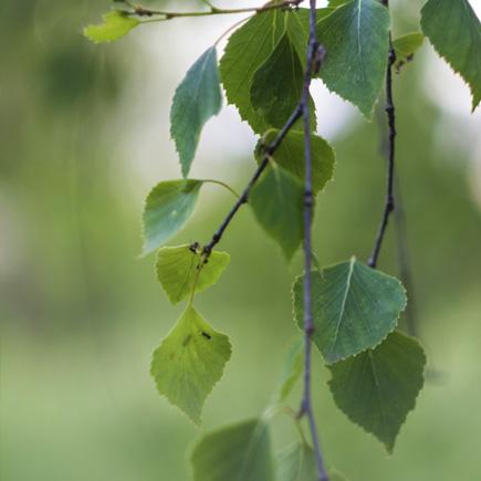 Koivunoksia.