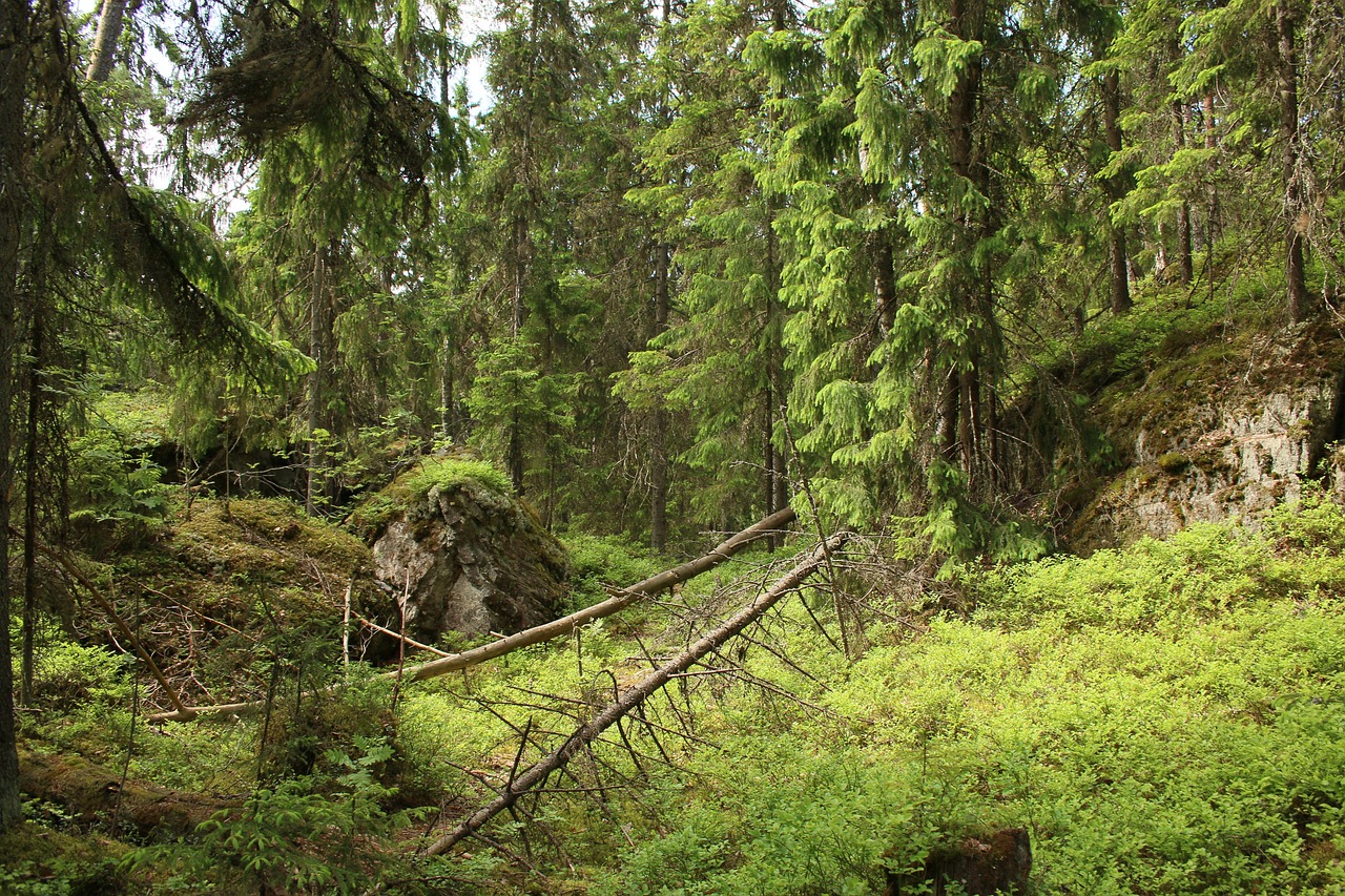 Metsää, kaatuneita puita sammalmättäällä.