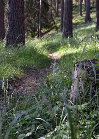 Koko perheen luontoilta Paloisvuorella Metsäpolku