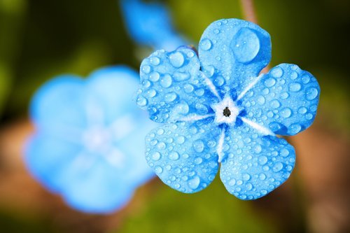 Sinisessä kukassa kastepisaroita.
